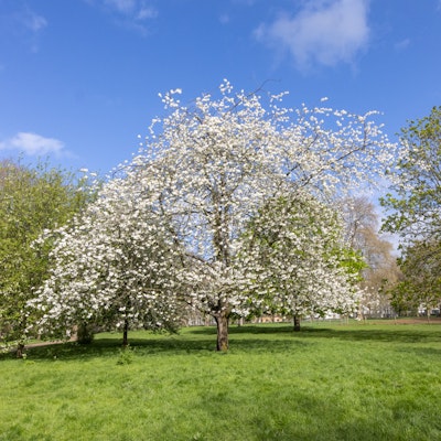 A picture of a cherry tree in bloom