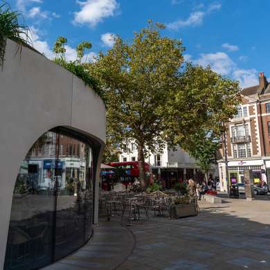 Photo of a tree on The Kings Road, with a curved reflective glass building in the foreground.