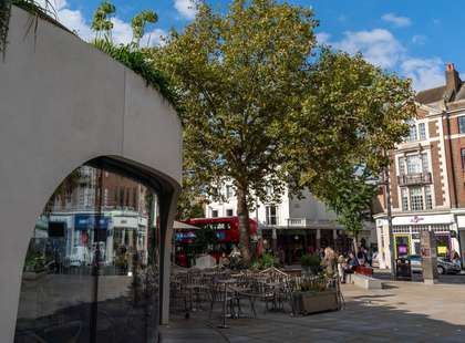 Photo of a tree on The Kings Road, with a curved reflective glass building in the foreground.