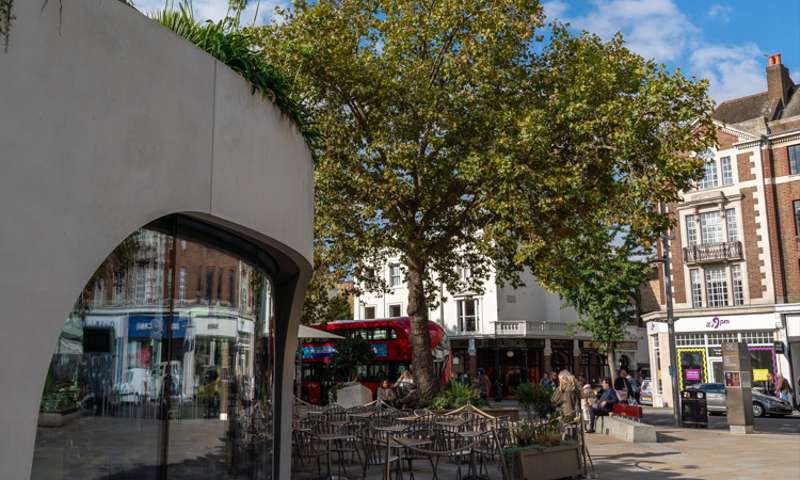 Photo of a tree on The Kings Road, with a curved reflective glass building in the foreground.