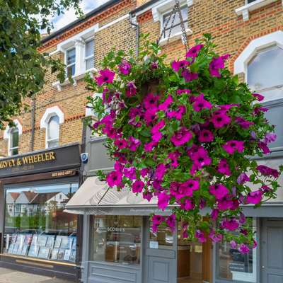 Photo of a hanging basket with purple flowers