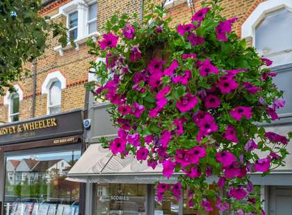 Photo of a hanging basket with purple flowers