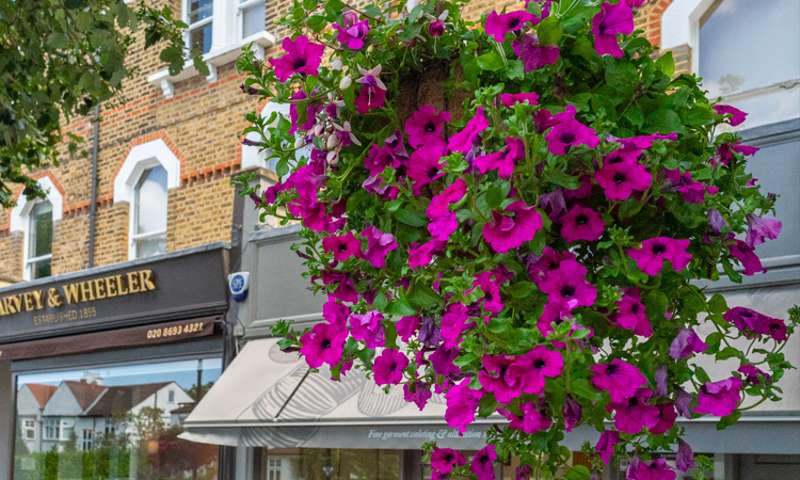 Photo of a hanging basket with purple flowers