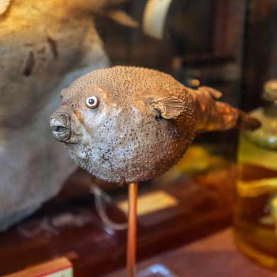 Photo of a preserved pufferfish in the museum, mounted on a pole.