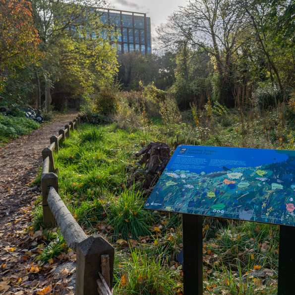 A picture of a meadow in the park with long grass and reeds, with an information sign in the foreground.