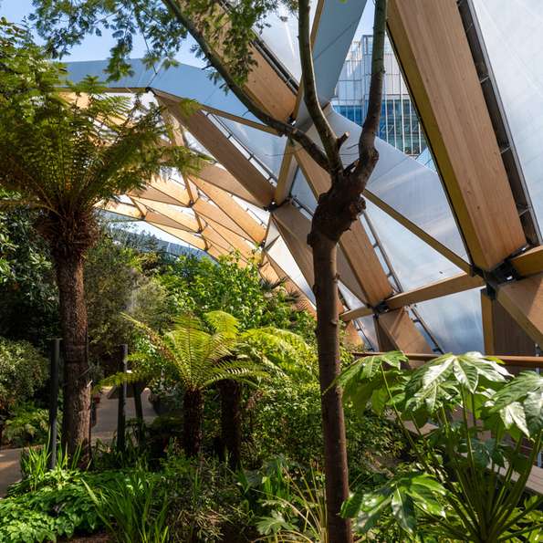 Ferns and trees beneath a wooden roof structure.