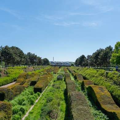 View of the hedges lining the centre of the park, looking towards the river.