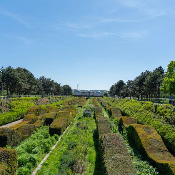 View of the hedges lining the centre of the park, looking towards the river.