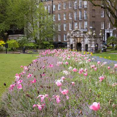 Photo of a border of slightly battered looking pink tulips.