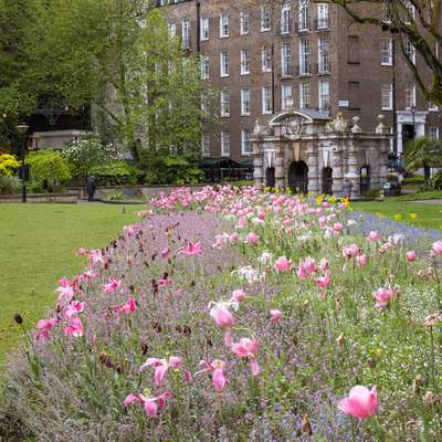 Photo of a border of slightly battered looking pink tulips.